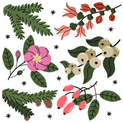 Collection of hand drawn illustration of winter botanical elements. Set of Evergreens forest plants. Snowberry, dog rose, pine. Branch, flower, berries. Flat vector in colored doodle style. Isolated.