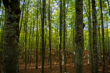 House in the woods in Abruzzo in autumn. Foliage and colors of trees.