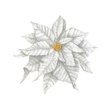 Watercolor Christmas white poinsettia flower clip art