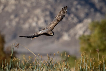 Northern Harrier in flight making an elegant turn over marshes