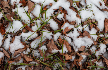  background or texture in the form of a patch of soil with snowy grass