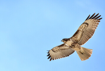 red tailed hawk in flight against a clear blue sky over lake perris near riverside