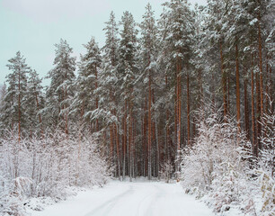 Winter landscape with snowy road and fluffy fir trees in the forest