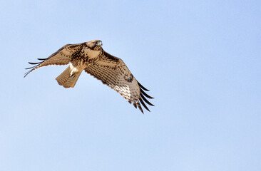 Red tailed hawk in flight against a clear sky 