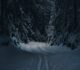 Winter road in dark snowy fairy forest