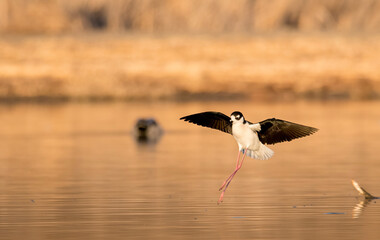 Black-necked stilt landing like in a ballet on an orange dawn sunlit shallow pond in San Jacinto...