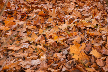 Otoño