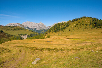 The Laghi di Festons alpine meadow on Sella Festons near Sauris di Sopra, Udine Province, Friuli-Venezia Giulia, north east Italy. Used as a summer pasture for dairy cows
