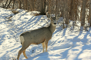 Mule deer in winter	