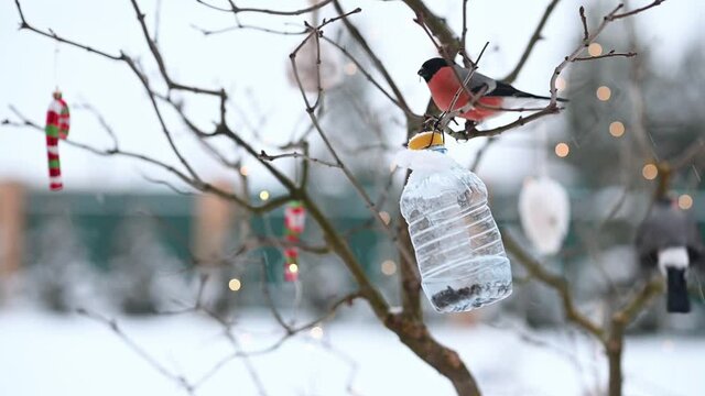 birds in winter snigiri and tits. High quality FullHD footage