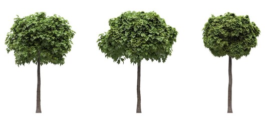 Fototapeta premium Deciduous tree on a white background. Isolated garden element, 3D illustration, cg render