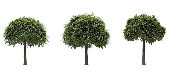 Fototapeta premium Deciduous tree on a white background. Isolated garden element, 3D illustration, cg render