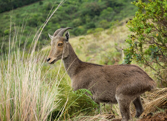 Kerala wildlife