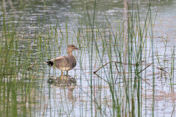 Male Gadwall duck standing in water amid water grass