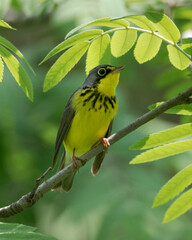 Closeup of Canada Warbler with opened beak perched on tree branch