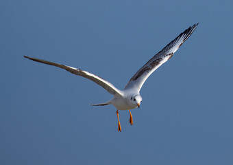 Fototapeta premium seagull in flight