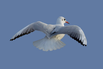 Obraz na płótnie Canvas seagull in flight