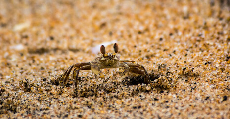Lobster Crab