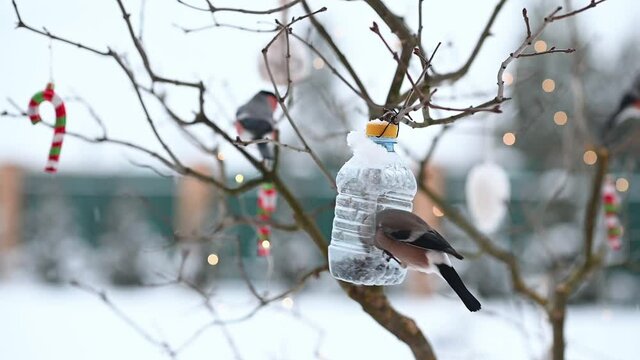 birds in winter snigiri and tits. High quality FullHD footage