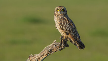 Búho campestre (Asio flammeus).
