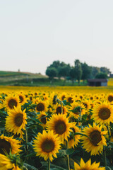 Countryside  Sunflower Field 