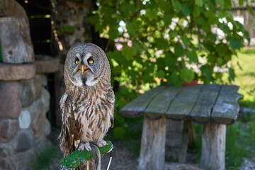 Great grey owl sitting in the shadow in the owl park