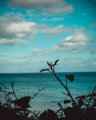 tree on the beach