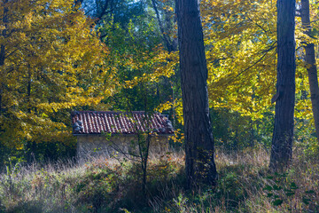 Fototapeta premium House in the woods in Abruzzo in autumn. Foliage and colors of trees.
