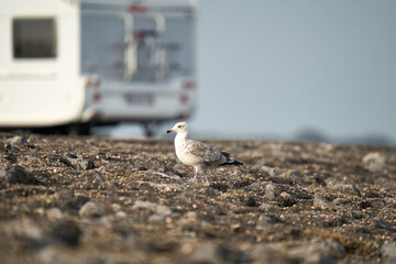 Fototapeta na wymiar 1 young seagull (Larinae) in front of a camper. Bird animal running over gray stones on a dam. Side view. Netherlands, Zeeland, Brouwersdam.