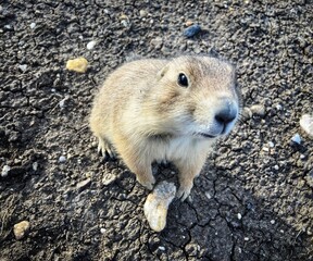 prairie dog