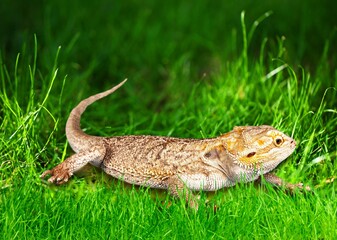 Lizard on a green lawn. Exotic tropical animal in the wild on the grass. smiling animal