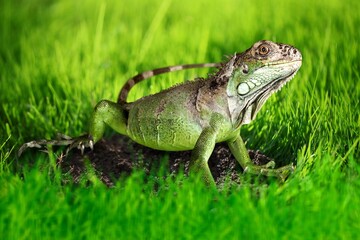 Lizard on a green lawn. Exotic tropical animal in the wild on the grass. smiling animal