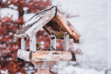 Blue tit on the feeders. Periparus ater on teeders. Bird feeder close up.