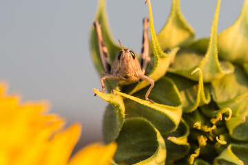 Grasshopper on Sunflower II