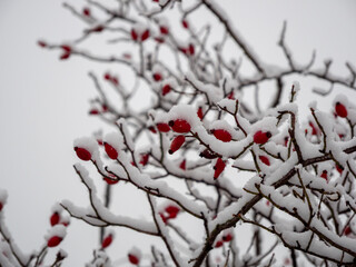 Rosehip in the snow. Rosehip berries in winter.