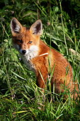 red fox in the grass