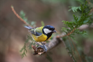 Titmouse close-up on a blurry background with copy space. A beautiful bird is sitting on a branch.