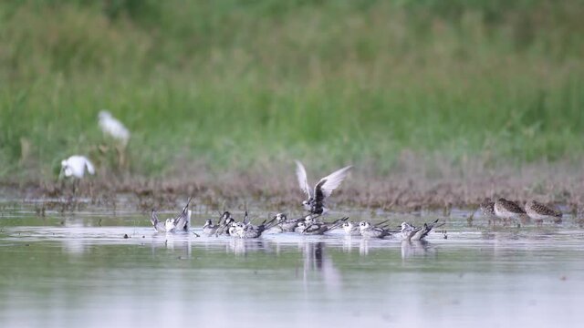 Sandwich tern Sterna sandvicensis, adults and juveniles birds. Sandpipers and terns bathing and rest on the shore of the lake. Sounds of nature.