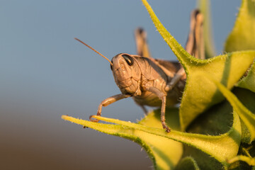 Grasshopper on Sunflower