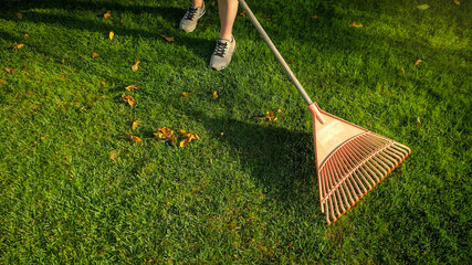 Young woman working in autumn garden and collecting fallen leaves with rakes