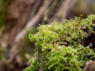 Green moss on the tree, trees covered with moss.