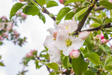 Flowers of the apple tree. Apple tree. Spring background