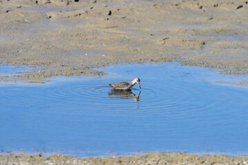 Spotted sandpiper on a pond in an early winter morning near Zikhron Ya'akov, Israel.	