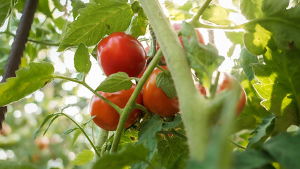 Closeup of red tomatoes ripening and growing in backyard garden