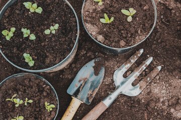 Gardening. Seedlings of flowers. Garden tools. The concept of gardening and planting.
