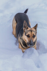 an adult dog of breed German shepherd lies in fluffy snow