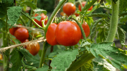 Dolly shot of red ripe tomatoes growing at backyard garden or farm. Concept of gardening, domestic food and healthy organic nutrition.