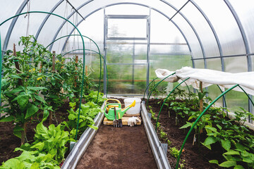 Growing vegetables in a polycarbonate greenhouse