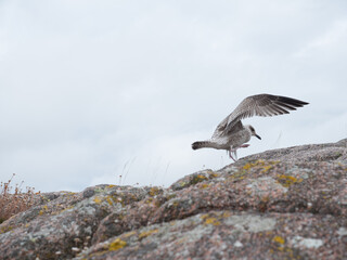 Herring gull lands on a coastal rock