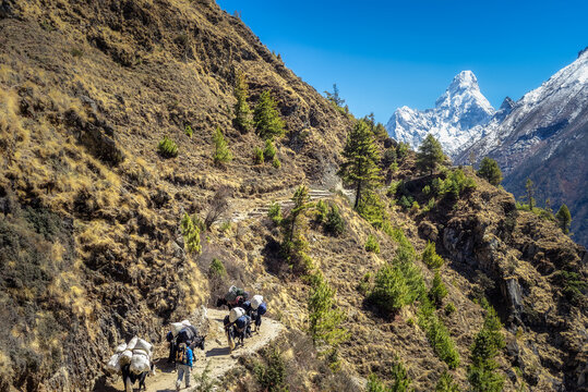 Yaki helps to deliver things to the Base Camp of Everest, Himalayas, Nepal
